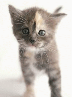 Meow ! I'm a cute kitten !